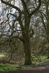 Old trees, Avenue, East Town Park, Haverhill, UK