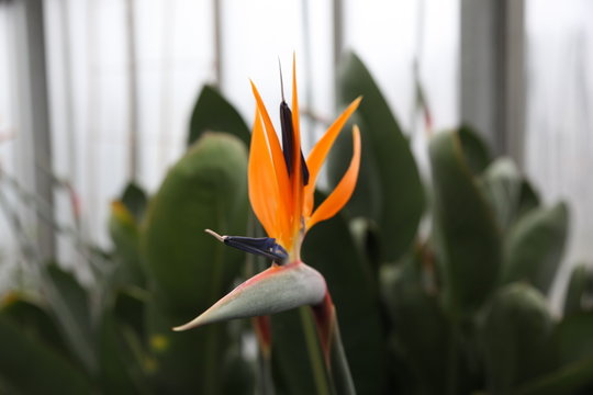 Strelitzie Paradiesvogel Blume