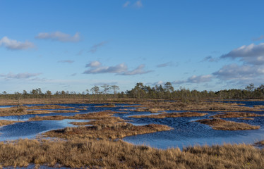 Sunset in Suursoo raised bog. Sun is falling behind the horizon and creating amazing colors in the sky and land. Bog lakes with orange and pink shades. Winter evening in protected landscape in Estonia