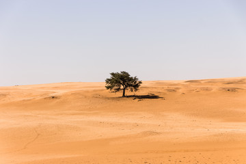 alone tree in the middle of the desert