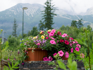 Flowers in Slovak Tatras