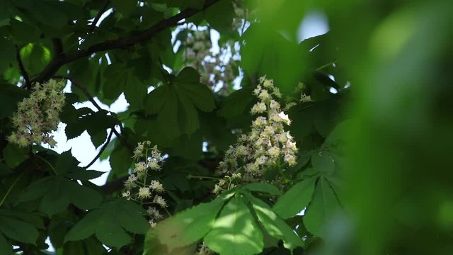 Spring blossoming chestnut tree flowers. Aesculus hippocastanum blossom of horse-chestnut tree, sunny day, light breeze. Spring background. Slow motion video, dynamic scene. Close up.