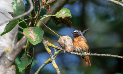 Common Redstart (Phoenicurus phoenicurus) on branch