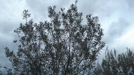 The olive tree in Algeria
