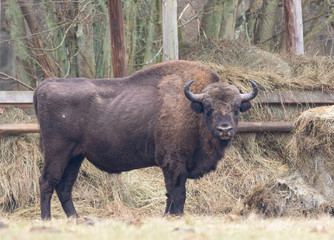 European bison(Bison bonasus) male