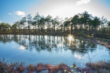 Swamp pool surrounded by poor pines resembling natural bonsai trees.  Reflections on clean water...