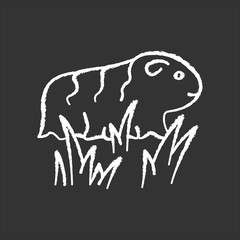Guinea pig chalk white icon on black background. Shaggy rodent in grass. Pocket pet. Adorable domestic cavy in fresh air. Cute little cavia. Local Peruvian wildlife. Isolated vector illustration