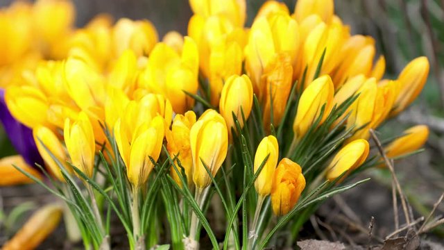 Yellow blooming crocuses. Low angle. Beautiful spring background with copy space. Spring sunny day in the forest. Close up, shallow depth of the field.