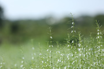 plants with some small white flowers