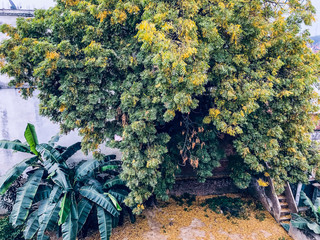 flowers in the garden