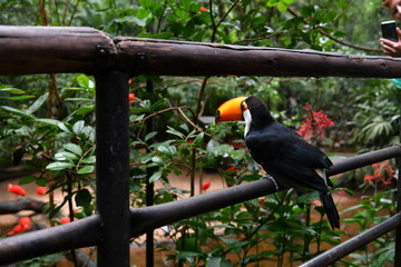 variegated black and yellow toucan in vivo in a national park in brazil