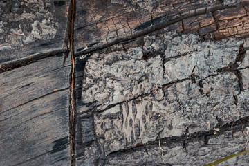 madera agrietada y vieja. textura de corteza. macro de arbol maltratado con tonos frios. macro de corteza de arbol vintage