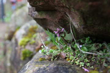 Blume in Steinwand