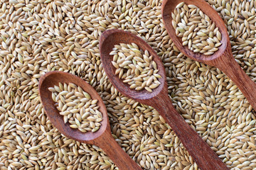 Seed of birdseed, food for birds, displayed in containers on textured background