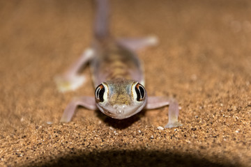leaf claw sand gecko portarit