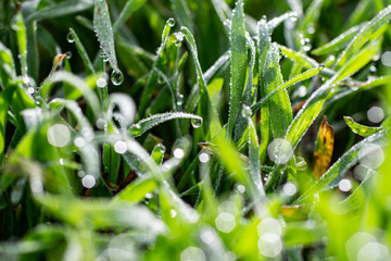 Morning dew on the grass in early spring.