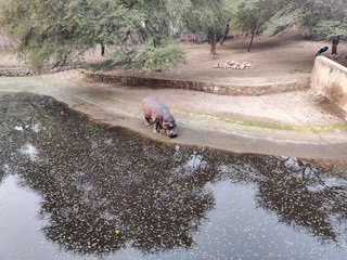 hippopotamus in mud