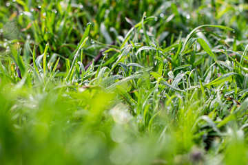 Morning dew on the grass in early spring.