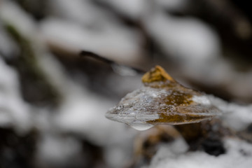 Canine teeth like ice capsules on branches in the river. Half transparent bubble, Fragile natural decorations created by temperature fallen below freezing. Arctic art in Estonia.