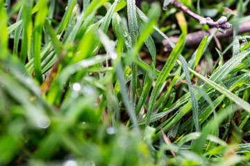 Morning dew on the grass in early spring.