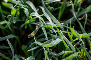 Morning dew on the grass in early spring.