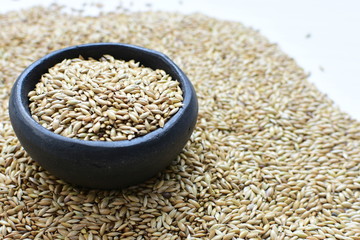 Seed of birdseed, food for birds, displayed in containers on white wooden background