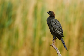 Pygmy Cormorant - Microcarbo pygmaeus, beautiful water bird from European swamps and fresh waters, Hortobagy National Park, Hungary.