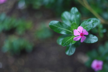 Pink flower with green leaves