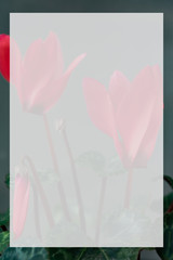 Cyclamen flower background with white frame above, space for tex