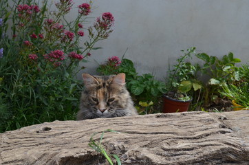 gato mirando por arriba de un tronco en un jardin verde