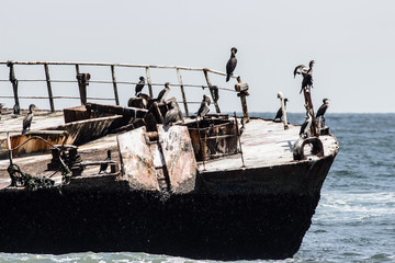 Cormoran birds took over a wreck ship