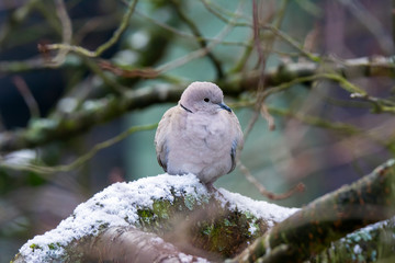 Dove sitting on a tree with snow
