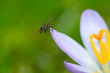 Fly at a purple crocus flower blossom
