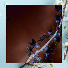 Blossom plum branch on a blue background with colorful frame above, space for tex