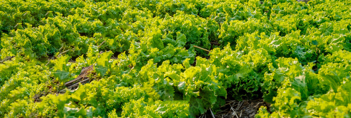 Lettuce farm banner, organic vegetable farming