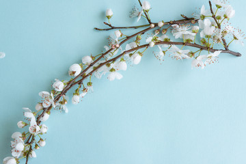 Blossom plum branch on a blue background