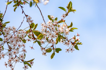 Cherry blossom close-up. Branches in bloom