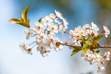 Cherry blossom close-up. Cherry tree branches