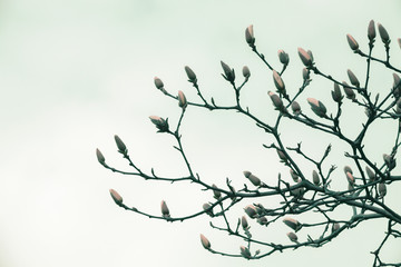 Blooming tree in springtime, branches with buds