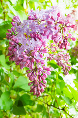 Wet lilac flowers close-up, vertical photo background