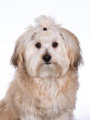 Havanese dog portrait in a studio with white background.