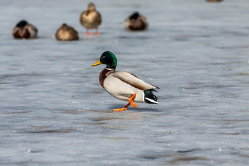 Duck.Mallard duck,drake  on frosted lake