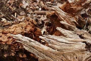 weathered rotted tree trunk