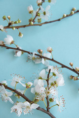 Blossom plum branch on a blue background