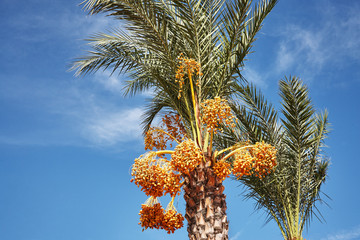 Date palm with immature bright yellow fruits.