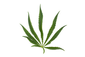 cannabis leaf on a white background. Green twig of hemp