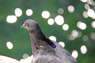 Beautiful pigeon filmed close-up