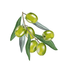 Olive oil with branch. Realistic 3d fruits. Drop of oil splash.