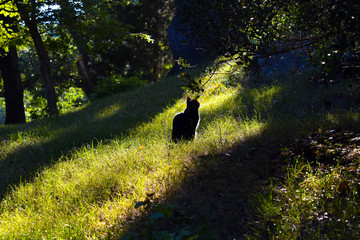 Cat in the forest