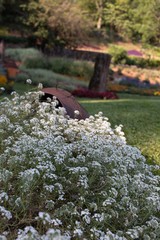 flowers in the garden